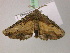  ( - BC ZSM Lep 22569)  @12 [ ] CreativeCommons - Attribution Non-Commercial Share-Alike (2010) Unspecified SNSB, Zoologische Staatssammlung Muenchen