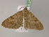  ( - BC ZSM Lep 22570)  @12 [ ] CreativeCommons - Attribution Non-Commercial Share-Alike (2010) Unspecified SNSB, Zoologische Staatssammlung Muenchen