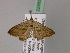  ( - BC ZSM Lep 22585)  @12 [ ] CreativeCommons - Attribution Non-Commercial Share-Alike (2010) Unspecified SNSB, Zoologische Staatssammlung Muenchen