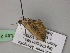  ( - BC ZSM Lep 22594)  @12 [ ] CreativeCommons - Attribution Non-Commercial Share-Alike (2010) Unspecified SNSB, Zoologische Staatssammlung Muenchen