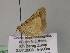  ( - BC ZSM Lep 22599)  @12 [ ] CreativeCommons - Attribution Non-Commercial Share-Alike (2010) Unspecified SNSB, Zoologische Staatssammlung Muenchen