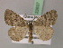  (Heterothera - BC ZSM Lep 22637)  @15 [ ] CreativeCommons - Attribution Non-Commercial Share-Alike (2010) Unspecified SNSB, Zoologische Staatssammlung Muenchen