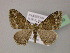  ( - BC ZSM Lep 22639)  @14 [ ] CreativeCommons - Attribution Non-Commercial Share-Alike (2010) Unspecified SNSB, Zoologische Staatssammlung Muenchen