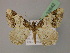  ( - BC ZSM Lep 22642)  @11 [ ] CreativeCommons - Attribution Non-Commercial Share-Alike (2010) Unspecified SNSB, Zoologische Staatssammlung Muenchen
