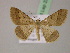  ( - BC ZSM Lep 22653)  @14 [ ] CreativeCommons - Attribution Non-Commercial Share-Alike (2010) Unspecified SNSB, Zoologische Staatssammlung Muenchen