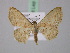  ( - BC ZSM Lep 22664)  @11 [ ] CreativeCommons - Attribution Non-Commercial Share-Alike (2010) Unspecified SNSB, Zoologische Staatssammlung Muenchen