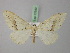 (Loxaspilates AH01Pk - BC ZSM Lep 22680)  @11 [ ] CreativeCommons - Attribution Non-Commercial Share-Alike (2010) Unspecified SNSB, Zoologische Staatssammlung Muenchen