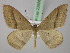  (Rhodostrophia AH01Pk - BC ZSM Lep 22688)  @14 [ ] CreativeCommons - Attribution Non-Commercial Share-Alike (2010) Unspecified SNSB, Zoologische Staatssammlung Muenchen