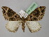  (Eustroma melancholica - BC ZSM Lep 22699)  @11 [ ] CreativeCommons - Attribution Non-Commercial Share-Alike (2010) Unspecified SNSB, Zoologische Staatssammlung Muenchen