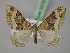  (Xanthorhoe AH01Pk - BC ZSM Lep 22701)  @15 [ ] CreativeCommons - Attribution Non-Commercial Share-Alike (2010) Unspecified SNSB, Zoologische Staatssammlung Muenchen