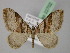  (Xanthorhoe designataAH01Pk - BC ZSM Lep 22702)  @14 [ ] CreativeCommons - Attribution Non-Commercial Share-Alike (2010) Unspecified SNSB, Zoologische Staatssammlung Muenchen