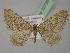  (Cataclysme - BC ZSM Lep 22735)  @14 [ ] CreativeCommons - Attribution Non-Commercial Share-Alike (2010) Unspecified SNSB, Zoologische Staatssammlung Muenchen