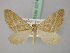  ( - BC ZSM Lep 22740)  @11 [ ] CreativeCommons - Attribution Non-Commercial Share-Alike (2010) Unspecified SNSB, Zoologische Staatssammlung Muenchen