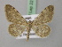  (Scopula confinaria prouti - BC ZSM Lep 22746)  @11 [ ] CreativeCommons - Attribution Non-Commercial Share-Alike (2010) Unspecified SNSB, Zoologische Staatssammlung Muenchen