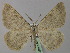  (Elophos zelleraria - BC ZSM Lep 24066)  @14 [ ] Copyright (2010) Unspecified SNSB, Zoologische Staatssammlung Muenchen