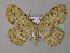  (Elophos serotinaria - BC ZSM Lep 24067)  @14 [ ] Copyright (2010) Unspecified SNSB, Zoologische Staatssammlung Muenchen