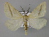  (Aspitates gilvaria - BC ZSM Lep 24073)  @14 [ ] Copyright (2010) Unspecified SNSB, Zoologische Staatssammlung Muenchen