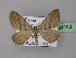  ( - BC ZSM Lep 24103)  @12 [ ] Copyright (2010) Unspecified SNSB, Zoologische Staatssammlung Muenchen