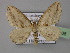  ( - BC ZSM Lep 24108)  @14 [ ] Copyright (2010) Unspecified SNSB, Zoologische Staatssammlung Muenchen