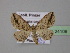  ( - BC ZSM Lep 24109)  @13 [ ] Copyright (2010) Unspecified SNSB, Zoologische Staatssammlung Muenchen