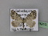  ( - BC ZSM Lep 24205)  @14 [ ] Copyright (2010) Unspecified SNSB, Zoologische Staatssammlung Muenchen