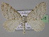  (Mesotype - BC ZSM Lep 24215)  @15 [ ] Copyright (2010) Unspecified SNSB, Zoologische Staatssammlung Muenchen