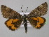  (Boudinotiana notha - BC ZSM Lep 24239)  @14 [ ] CreativeCommons - Attribution Non-Commercial Share-Alike (2010) Unspecified SNSB, Zoologische Staatssammlung Muenchen