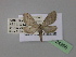  ( - BC ZSM Lep 24266)  @13 [ ] CreativeCommons - Attribution Non-Commercial Share-Alike (2010) Unspecified SNSB, Zoologische Staatssammlung Muenchen