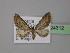  (Eupithecia mendosariaAH01Tz - BC ZSM Lep 24312)  @14 [ ] CreativeCommons - Attribution Non-Commercial Share-Alike (2010) Unspecified SNSB, Zoologische Staatssammlung Muenchen