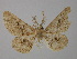  (Cleora littoralis - BC ZSM Lep 24317)  @13 [ ] CreativeCommons - Attribution Non-Commercial Share-Alike (2010) Unspecified SNSB, Zoologische Staatssammlung Muenchen