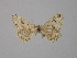  ( - BC ZSM Lep 24319)  @13 [ ] CreativeCommons - Attribution Non-Commercial Share-Alike (2010) Unspecified SNSB, Zoologische Staatssammlung Muenchen
