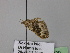 ( - BC ZSM Lep 24320)  @12 [ ] CreativeCommons - Attribution Non-Commercial Share-Alike (2010) Unspecified SNSB, Zoologische Staatssammlung Muenchen