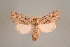 ( - BC ZSM Lep 24362)  @11 [ ] Copyright (2010) Unspecified SNSB, Zoologische Staatssammlung Muenchen