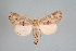  ( - BC ZSM Lep 24364)  @11 [ ] Copyright (2010) Unspecified SNSB, Zoologische Staatssammlung Muenchen