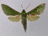  ( - BC ZSM Lep 24368)  @14 [ ] CreativeCommons - Attribution Non-Commercial Share-Alike (2010) Unspecified SNSB, Zoologische Staatssammlung Muenchen