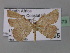  ( - BC ZSM Lep 24373)  @13 [ ] CreativeCommons - Attribution Non-Commercial Share-Alike (2010) Unspecified SNSB, Zoologische Staatssammlung Muenchen