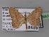  ( - BC ZSM Lep 24374)  @14 [ ] CreativeCommons - Attribution Non-Commercial Share-Alike (2010) Unspecified SNSB, Zoologische Staatssammlung Muenchen