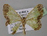  ( - BC ZSM Lep 24388)  @13 [ ] CreativeCommons - Attribution Non-Commercial Share-Alike (2010) Unspecified SNSB, Zoologische Staatssammlung Muenchen