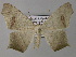  ( - BC ZSM Lep 24410)  @14 [ ] CreativeCommons - Attribution Non-Commercial Share-Alike (2010) Unspecified SNSB, Zoologische Staatssammlung Muenchen