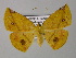  ( - BC ZSM Lep 24412)  @14 [ ] CreativeCommons - Attribution Non-Commercial Share-Alike (2010) Unspecified SNSB, Zoologische Staatssammlung Muenchen