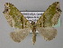  ( - BC ZSM Lep 24428)  @12 [ ] CreativeCommons - Attribution Non-Commercial Share-Alike (2010) Unspecified SNSB, Zoologische Staatssammlung Muenchen