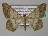  (Macaria AH09Ve - BC ZSM Lep 24435)  @14 [ ] CreativeCommons - Attribution Non-Commercial Share-Alike (2010) Unspecified SNSB, Zoologische Staatssammlung Muenchen