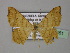  (Macaria AH10Ve - BC ZSM Lep 24451)  @12 [ ] CreativeCommons - Attribution Non-Commercial Share-Alike (2010) Unspecified SNSB, Zoologische Staatssammlung Muenchen
