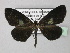  (Sangalopsis AH01Ve - BC ZSM Lep 24460)  @14 [ ] CreativeCommons - Attribution Non-Commercial Share-Alike (2010) Unspecified SNSB, Zoologische Staatssammlung Muenchen