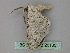  ( - BC ZSM Lep 26105)  @12 [ ] CreativeCommons - Attribution Non-Commercial Share-Alike (2010) Unspecified SNSB, Zoologische Staatssammlung Muenchen