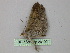  ( - BC ZSM Lep 26109)  @13 [ ] CreativeCommons - Attribution Non-Commercial Share-Alike (2010) Unspecified SNSB, Zoologische Staatssammlung Muenchen