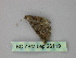  (Eupithecia AH04Et - BC ZSM Lep 26119)  @12 [ ] CreativeCommons - Attribution Non-Commercial Share-Alike (2010) Unspecified SNSB, Zoologische Staatssammlung Muenchen