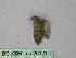  (Eupithecia AH06Et - BC ZSM Lep 26121)  @12 [ ] CreativeCommons - Attribution Non-Commercial Share-Alike (2010) Unspecified SNSB, Zoologische Staatssammlung Muenchen