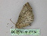  (Xylopteryx AH02Et - BC ZSM Lep 26134)  @12 [ ] CreativeCommons - Attribution Non-Commercial Share-Alike (2010) Unspecified SNSB, Zoologische Staatssammlung Muenchen