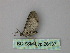  ( - BC ZSM Lep 26137)  @12 [ ] CreativeCommons - Attribution Non-Commercial Share-Alike (2010) Unspecified SNSB, Zoologische Staatssammlung Muenchen